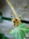 http://img215.imagevenue.com/loc353/th_32694_2spider5_122_353lo.jpg